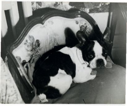 GERMAINE KRULL (1897-1985) 
Souci, le chien de Colette - c. 1928-30
Tirage argentique...