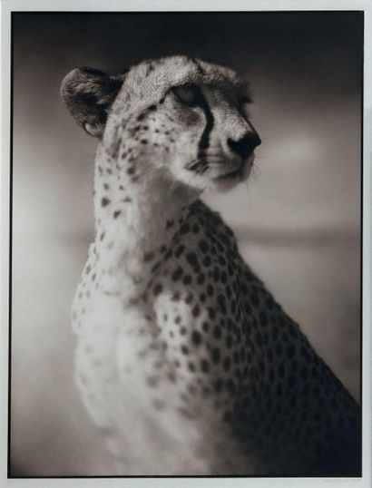 Nick Brandt (né en 1966) 
Portrait of Cheetah Against Dark Sky, Maasai Mara - 2004
Tirage...
