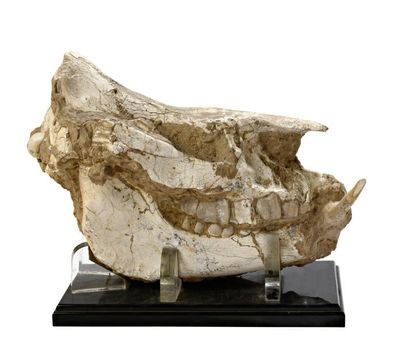 null Grand crâne complet de Titanothère

Eurasie

Miocène, environ 20 millions d’années
H...
