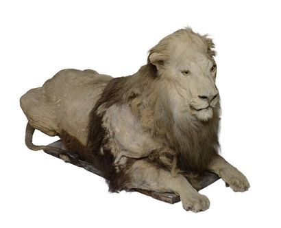 null Lion d’Afrique (II/B) pré-convention : Panthera leo

Spécimen naturalisé en...