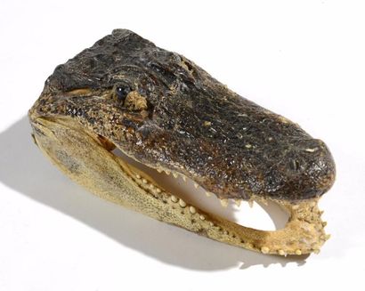 null Alligator du Mississippi (II/B) pré-convention : Alligator mississippiensis

crâne...