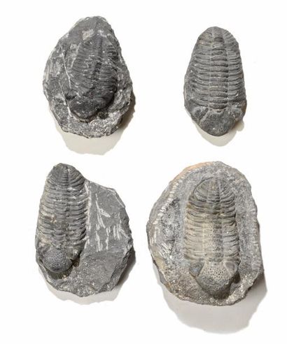 null Ensemble de quatre fossiles de trilobites phacops SP

Devonien, Maroc Note :...