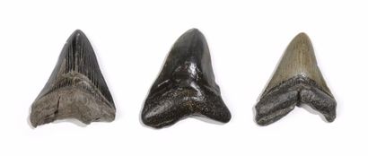 null Lot de trois dents de requin géant carcharodon mégalodon

Caroline du Nord -...