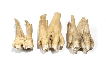 null Très bel ensemble de trois dents fossiles de mastodonte

Ere quaternaire, environ...