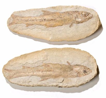 null Poisson fossile de Madagascar

Beau spécimen, belle fossilisation

L : 35,5...