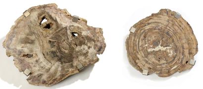 null Deux plaques de bois fossile de Madagascar 

Triace 150 millions d’années. Bel...