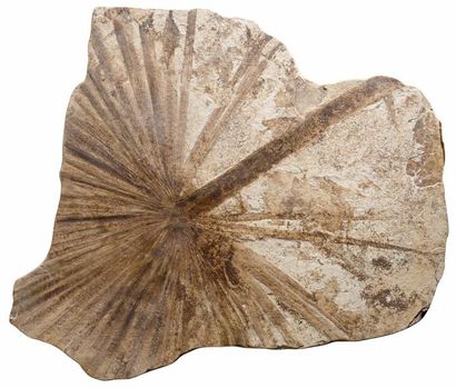 null Feuille de palmier fossile sabalites SP

Green river formation – Wyoming – USA

50...