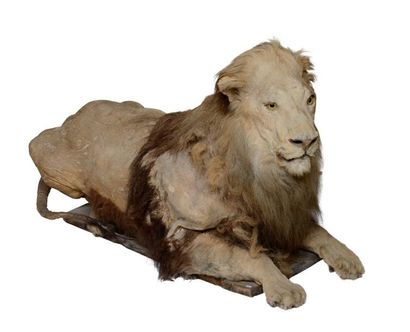 null "Lion d’Afrique (II/B) pré-convention : Panthera leo

Spécimen naturalisé en...