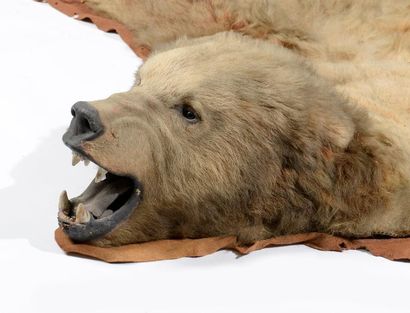 null Ours grizzli (II/A-CE) pré-convention : Ursus arctos horribilis

Manufacture...