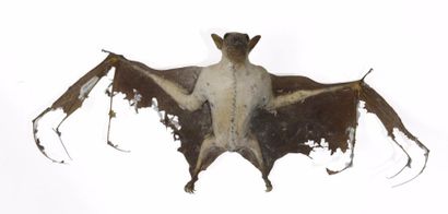 null Chauve-souris spp (NR) : spécimen de méga-chiroptère naturalisé en vol

ayant...