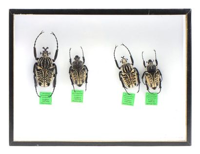 null Diorama composé de spécimens de Goliathus Albosignatus

Boîte : 19,5 cm x 26...