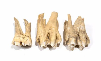 null Très bel ensemble de trois dents fossiles de mastodonte

Ere quaternaire, environ...
