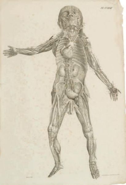 Ecole française fin XVIIIème - début XIXème siècle 
Anatomies du corps humain.
Suite...