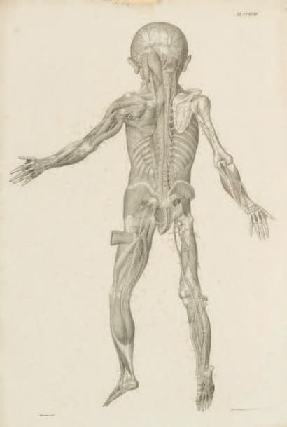 Ecole française fin XVIIIème - début XIXème siècle 
Anatomies du corps humain.
Suite...