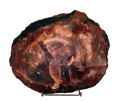 Tranche d'araucaria fossilisé
Arizona, U...