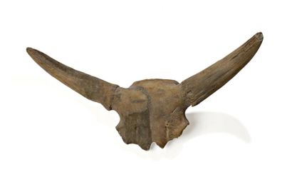 Très beau crâne de bison des steppes préhistorique...