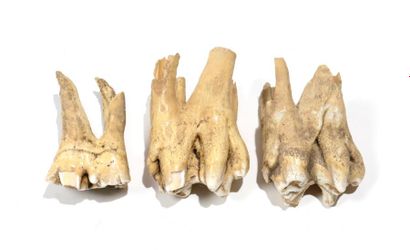 Très bel ensemble de trois dents fossiles...