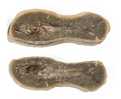 null Poisson fossile de Madagascar

Beau spécimen, belle fossilisation 

L: 35,5...