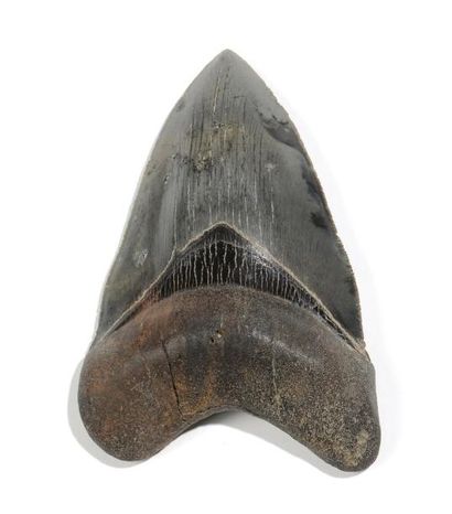 null Très belle dent de requin géant carcharodon mégalodon

Caroline du Nord - USA

Excellent...