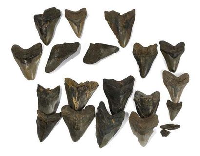 Lot de dents cassées de mégalodon carcharodon
Âge...
