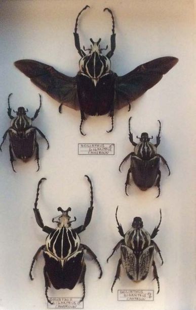 Boite entomologique avec 5 coléoptères Goliath...