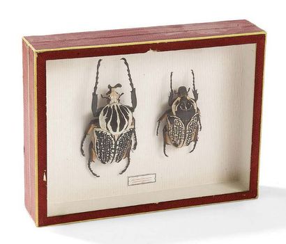 Diorama composé de deux spécimens de Goliathus.
Boîte:...