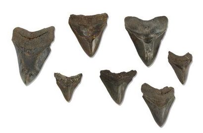 null Lot de sept dents de mégalodon carcharodon
Âge du Pliocène. Floride, USA. de...