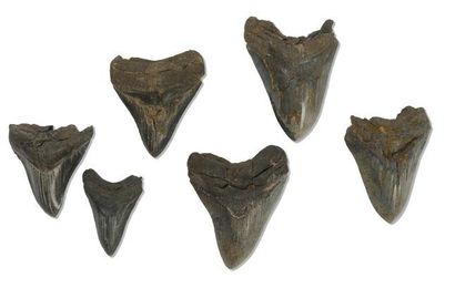 Lot de six dents de mégalodon carcharodon
Âge...