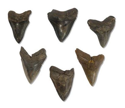 Lot de six dents de mégalodon carcharodon
Âge...