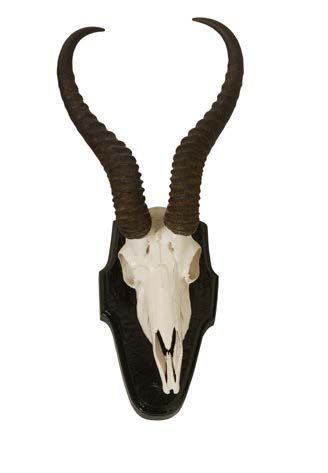 null Gazelle springbok du Kalahari (Antidorcas marsupialis hofmeyri) (CH): massacre...