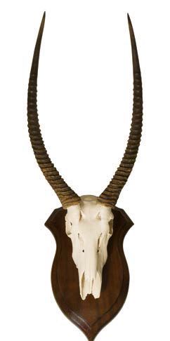 null Cob onctueux (Kobus ellipsyprimnus unctuosus) (CH): crâne avec dentition monté...