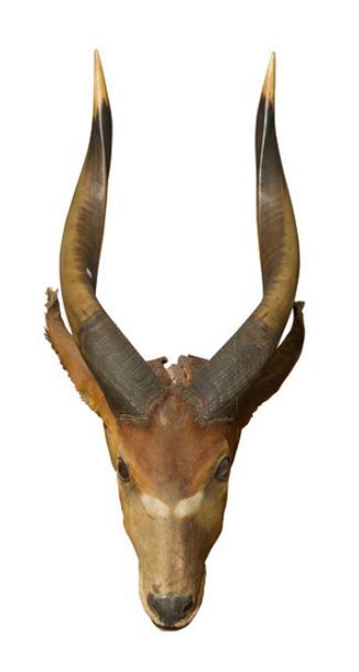 null Bongo (Tragelaphus eurycerus) (CH): tête en cape ancienne