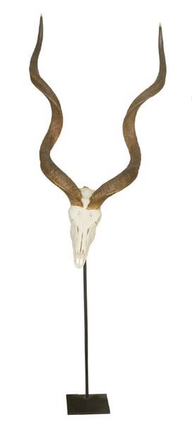 null Grand koudou du sud (Tragelaphus strepsiceros strepsiceros) (CH): crâne avec...