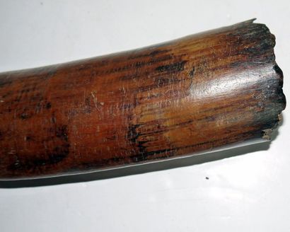 null Olifant or hunting horn, carved with an adze - very old work - natural brown...