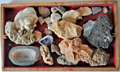 null Small collection of rocks and fossils
