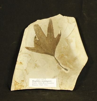 null Feuille fossile : Macginitiea woymingensis

Eocène. Green river formation. 50...