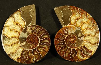 null Ammonite sciée polie: Desmoceras Cretaceus provenant de Mahajanga, Madagascar....