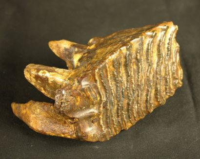 null Molaire de mammouth fossile : Eléphas primigenius provenant de la mer du Nord....