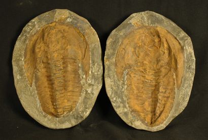 Trilobite fossile : Paradoxides, empreinte...