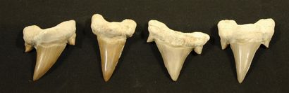 Lot de 4 dents de requin Lamna.L:5cm