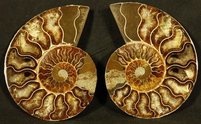 null Ammonite sciée polie: Desmoceras Cretaceus, provenant de

Mahajanga, Madagascar....