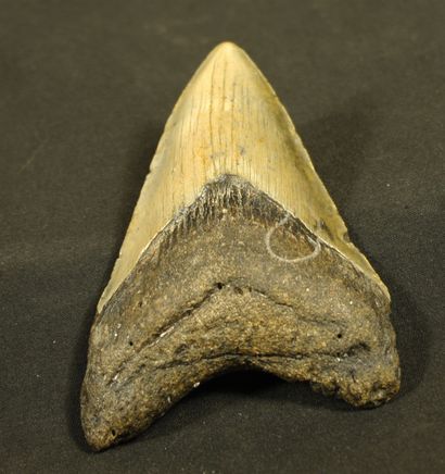 null Dent fossilisée de requin :Carcharodon Mégalodon , le plus grand poisson carnivore...