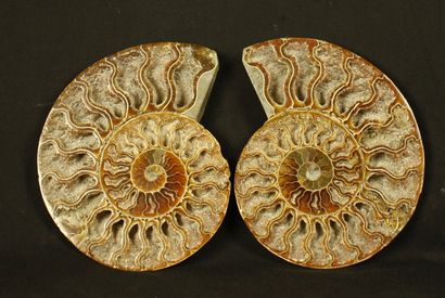 null Ammonite sciée polie: Desmoceras Cretaceus, provenant de Mahajanga, Madagascar....