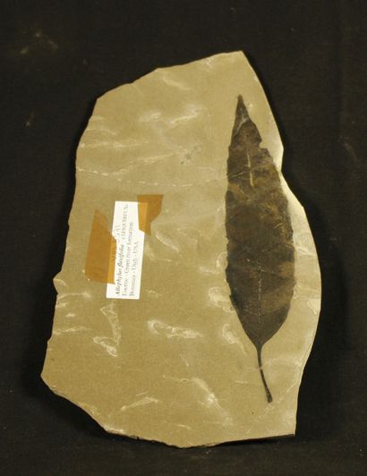 null Feuille fossile : Allophylus flexifolia(lesquereux).

Eocène,50 millions d’années....