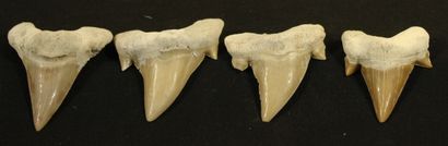 Lot de 4 dents de requin Lamna. L :5cm