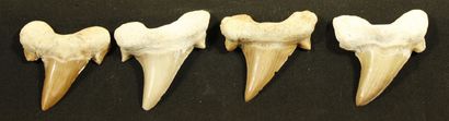 null Lot de 4 dents de requin Lamna. L :5cm