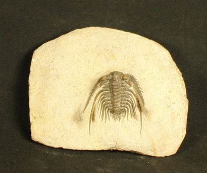 null Superbe trilobite : Leonaspis maura.Alberti 1969.

Dévonien inférieur,400 millions...