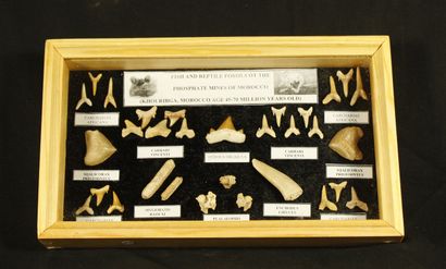 null Boite de collection contenant des dents de requin : Carcharias africana(12),...