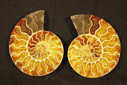 null 
Ammonite sciée polie: Desmoceras Cretaceus, provenant de Mahajanga, Madagascar....