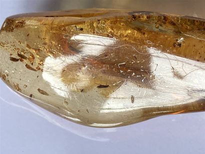  Amber with inclusions of several cockroaches and moth . Northern Madagascar, Sab'Ara...